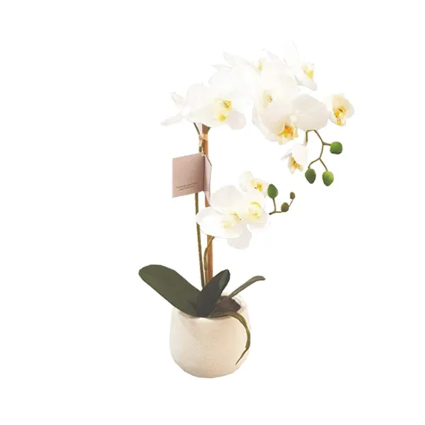 Nova Home "Phalaenopsis" Flower Arrangement - White (Available in Sizes) product thumbnail 2