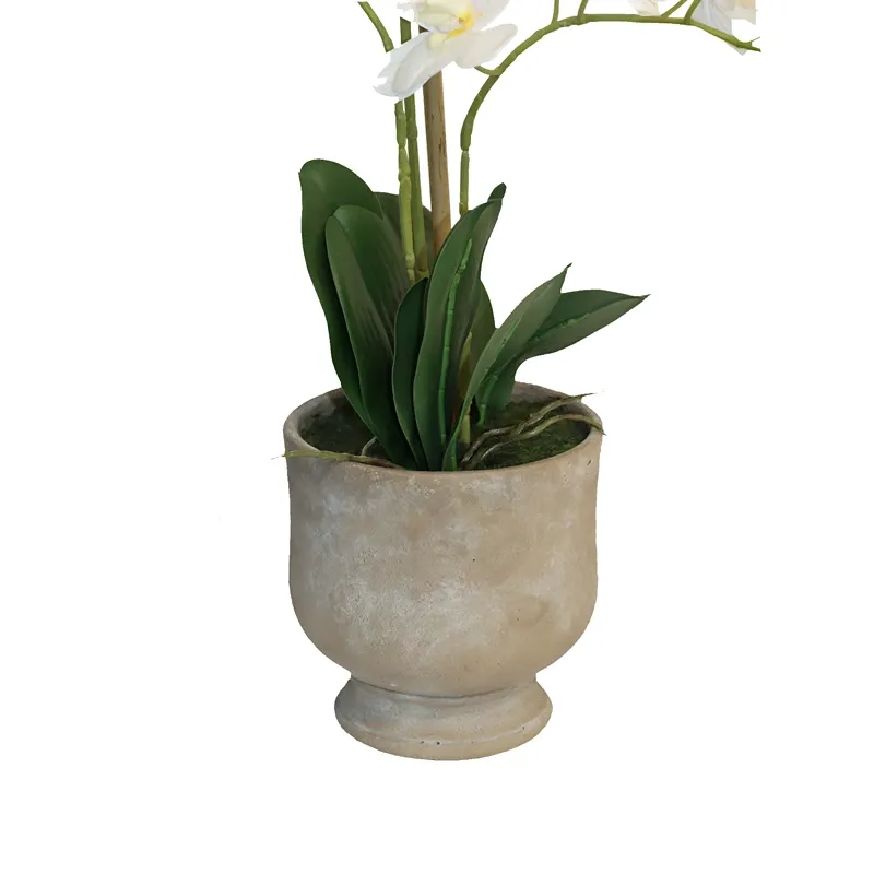 Nova Home "Ivoria" Flower Phalaenopsis Arrangement with Pot – 60 cm – White product thumbnail 2
