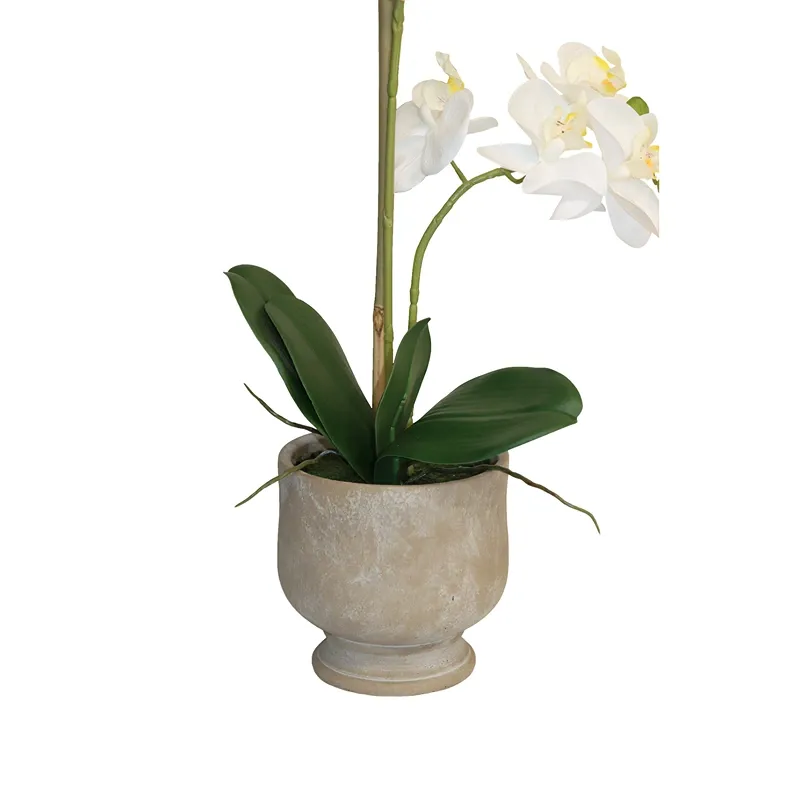 Nova Home "Ivoria" Flower Phalaenopsis Arrangement with Pot – 55 cm – White product thumbnail 2