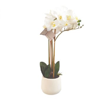 نوفا هوم "Phalaenopsis" مزهرية زهور - أبيض (متوفر بعدة مقاسات)